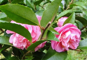 Camellia x 'Fragrant Joy'