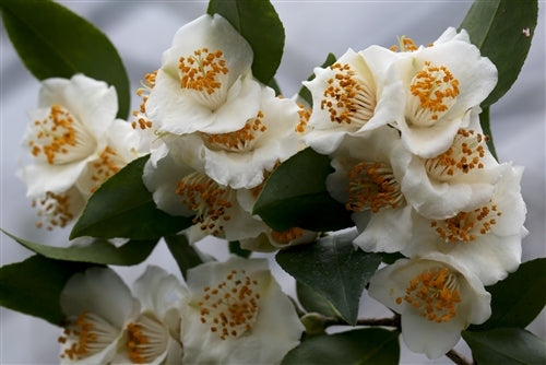 Camellia fraterna at Camellia Forest Nursery