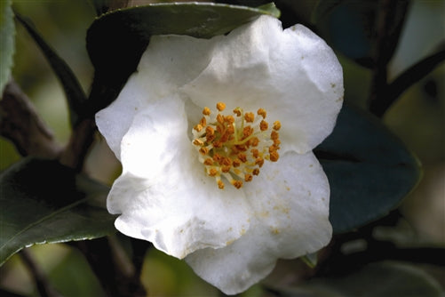 Camellia fraterna at Camellia Forest Nursery