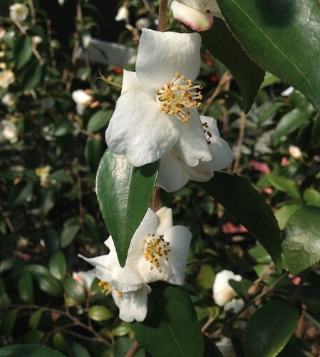 Camellia fraterna at Camellia Forest Nursery