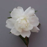 Camellia sasanqua 'Fuji-no-yuki' at Camellia Forest Nursery