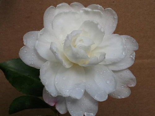 Camellia sasanqua 'Fuji-no-yuki' at Camellia Forest Nursery