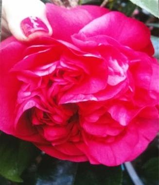 Camellia japonica 'Grand Marhsal' at Camellia Forest Nursery