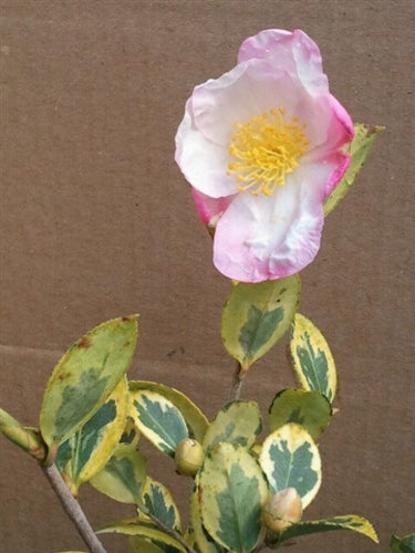 Camellia sasanqua 'Golden Phoenix' at Camellia Forest Nursery