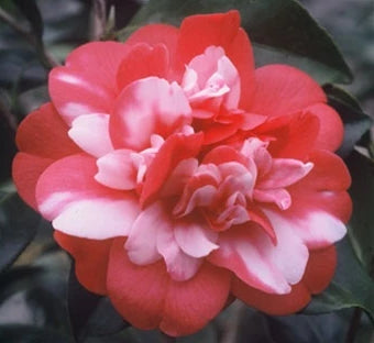 Camellia japonica 'Governor Mouton' at Camellia Forest Nursery