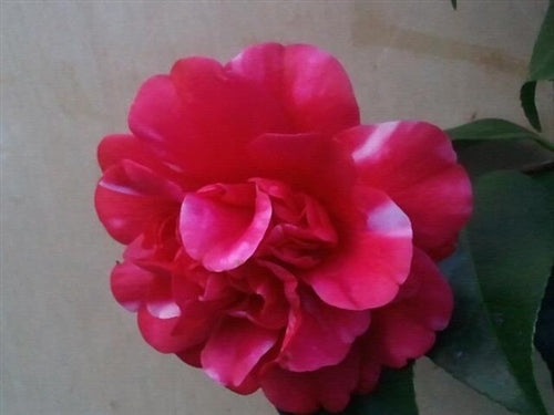 Camellia japonica 'Governor Mouton' at Camellia Forest Nursery