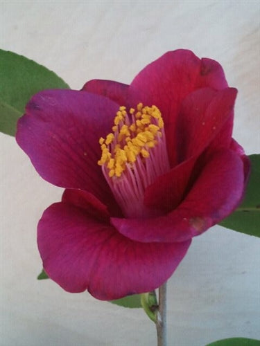 Camellia japonica 'Grape Soda' at Camellia Forest Nursery