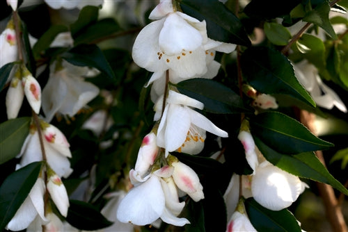 Camellia handelii at Camellia Forest Nursery