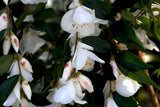 Camellia handelii at Camellia Forest Nursery