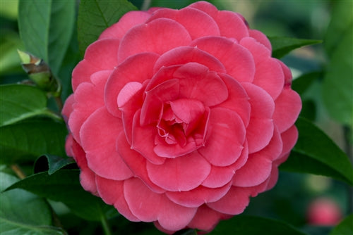 Camellia edithae 'Heimudan' at Camellia Forest Nursery