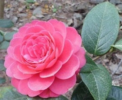 Camellia edithae 'Heimudan' at Camellia Forest Nursery