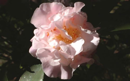 Camellia x 'High Fragrance'