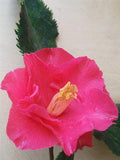 Camellia japonica 'Holly Bright' at Camellia Forest Nursery