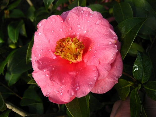 Camellia japonica 'Ice Follies' at Camellia Forest Nursery