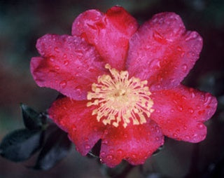 Camellia sasanqua 'Irihi-no-umi' at Camellia Forest Nursery