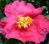 Camellia sasanqua 'Irihi-no-umi' at Camellia Forest Nursery