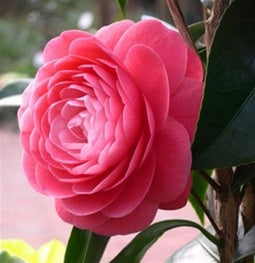 Camellia japonica 'Jacks' at Camellia Forest Nursery