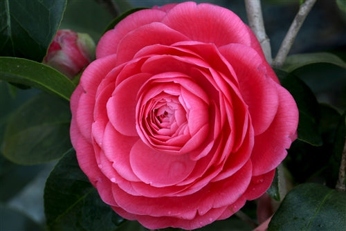 Camellia japonica 'Jacks' at Camellia Forest Nursery