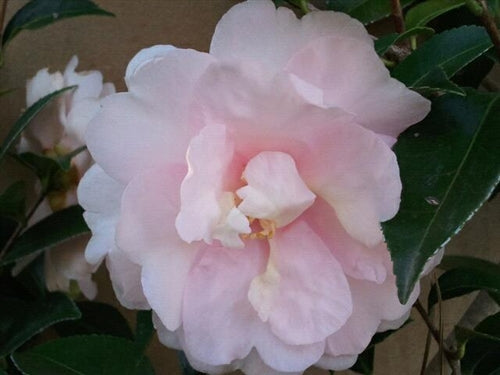 Camellia sasanqua 'Jean May' at Camellia Forest Nursery