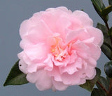 Camellia sasanqua 'Jean May' at Camellia Forest Nursery