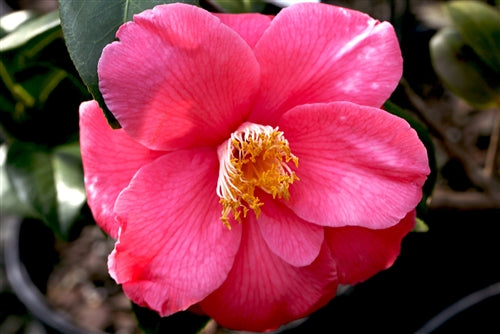 Camellia japonica 'Jessie Katz Var.' at Camellia Forest Nursery