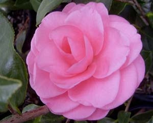 Camellia japonica 'Jerry Hill' at Camellia Forest Nursery