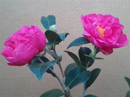 Camellia 'Kai Mei's Choice'