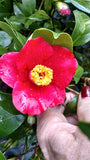 Camellia japonica 'Korean Fire' at Camellia Forest Nursery