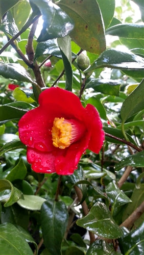 Camellia japonica 'Korean Fire' at Camellia Forest Nursery