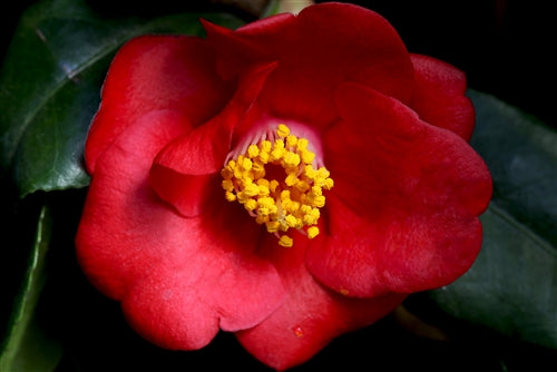 Camellia japonica 'Korean Fire' at Camellia Forest Nursery