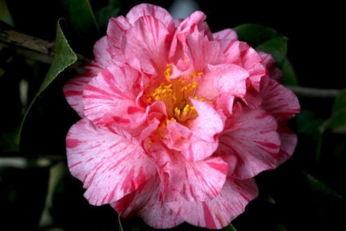 Camellia japonica 'Kick-Off' at Camellia Forest Nursery