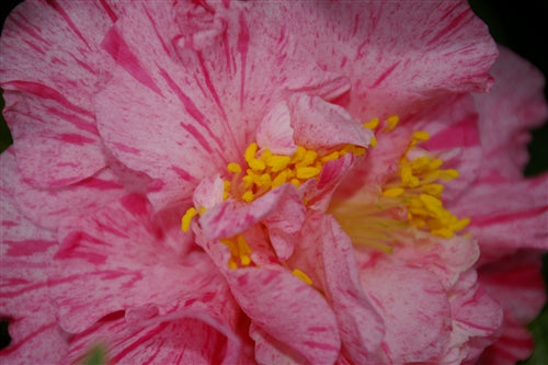 Camellia japonica 'Kick-Off' at Camellia Forest Nursery