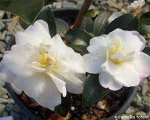 Camellia sasanqua 'Kira-shiro-kantsubaki' at Camellia Forest Nursery