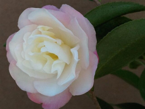 Camellia sasanqua 'Kira-shiro-kantsubaki' at Camellia Forest Nursery