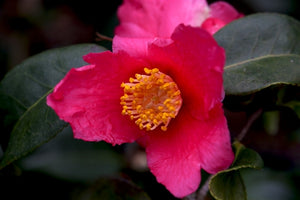 Camellia x 'Kocho no mai'