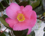 Camellia x 'Koto-no-kaori'
