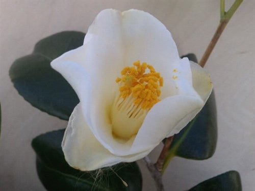 Camellia japonica 'Korean Snow' at Camellia Forest Nursery