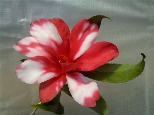 Camellia japonica 'Kujaku-tsubaki' at Camellia Forest Nursery