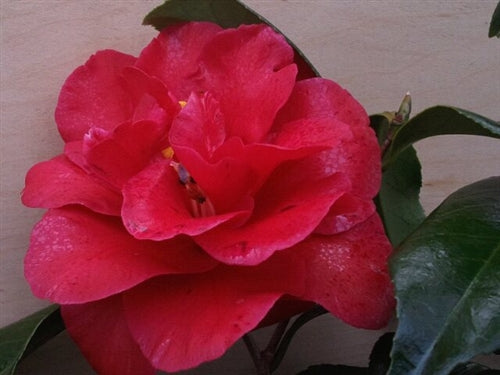 Camellia japonica 'Kuro Delight' at Camellia Forest Nursery