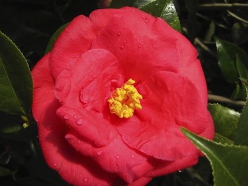 Camellia japonica 'Lady Clare' at Camellia Forest Nursery