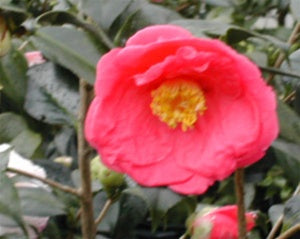 Camellia japonica 'Lady Clare' at Camellia Forest Nursery