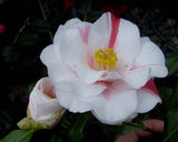 Camellia japonica 'Lady Vansittart' at Camellia Forest Nursery