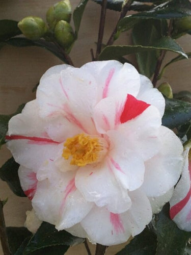 Camellia japonica 'Lady Vansittart' at Camellia Forest Nursery