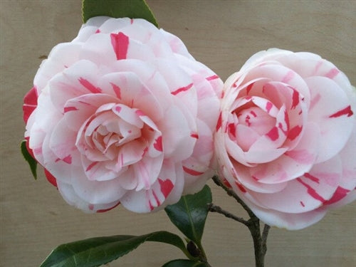 Camellia japonica 'La Peppermint' at Camellia Forest Nursery