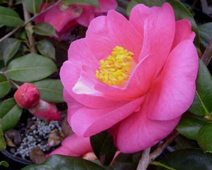 Camellia x williamsii 'Lavender Prince II'
