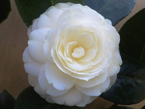 Camellia japonica 'Lemon Glow' at Camellia Forest Nursery