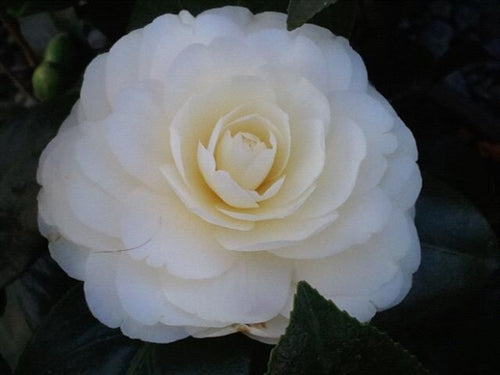 Camellia japonica 'Lemon Glow' at Camellia Forest Nursery