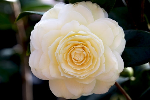 Camellia japonica 'Lemon Glow' at Camellia Forest Nursery