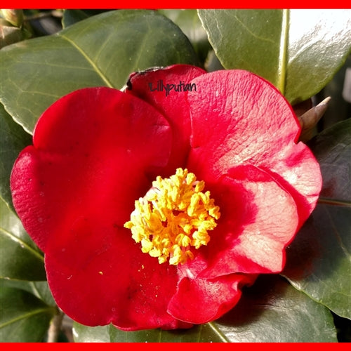 Camellia japonica 'Lilliputian' at Camellia Forest Nursery