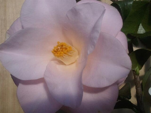 Camellia japonica 'Magnoliaeflora' at Camellia Forest Nursery